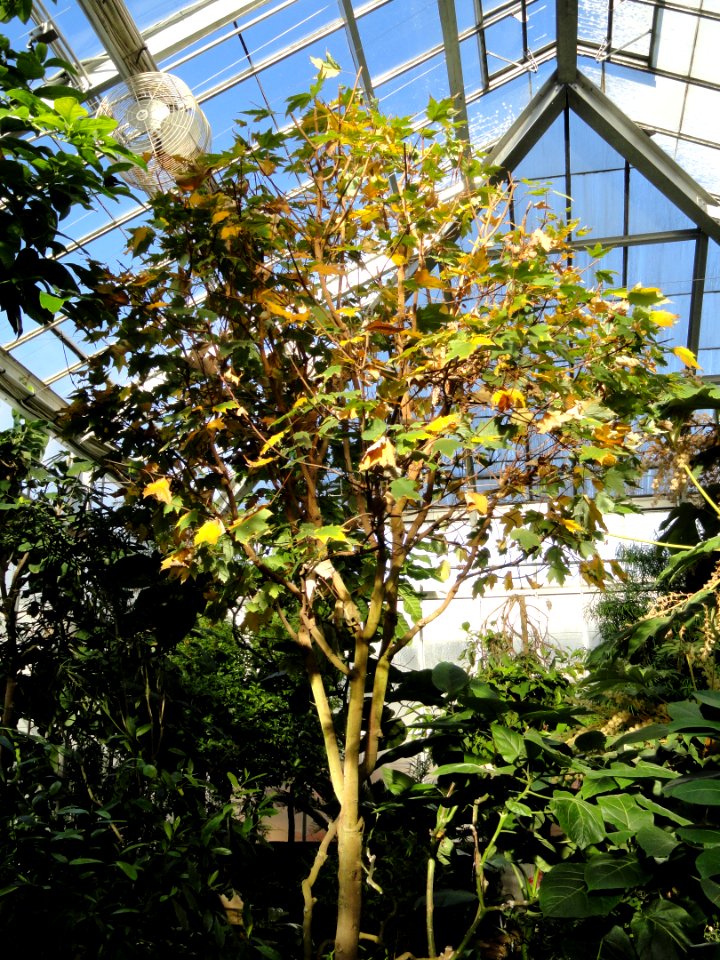 Acer saccharum subsp. skutchii (Acer skutchii) - Lyman Plant House, Smith College - DSC04365