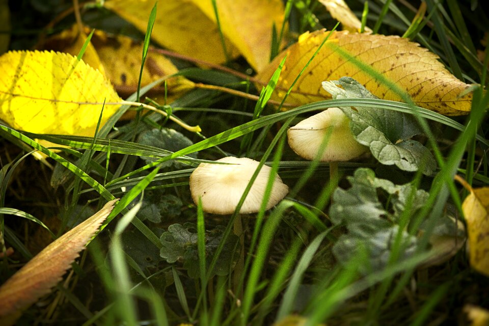 Meadow close up leaves
