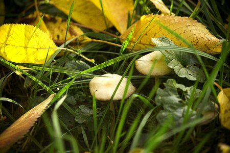 Meadow close up leaves photo