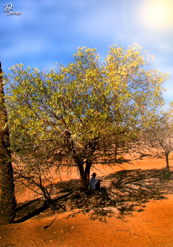 A Man Thinking Under The Tree Africa Morocco (233835047)