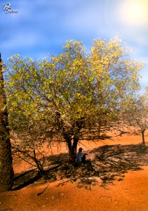A Man Thinking Under The Tree Africa Morocco (233835047)