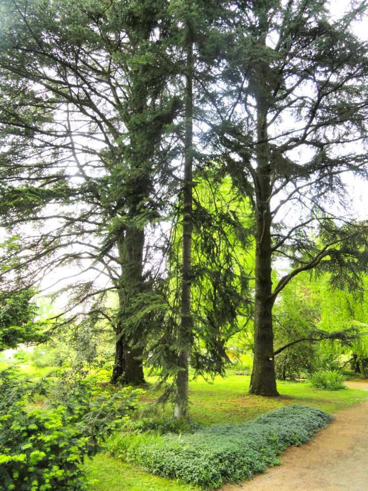 Abies cilicica - Botanischer Garten Freiburg - DSC06470