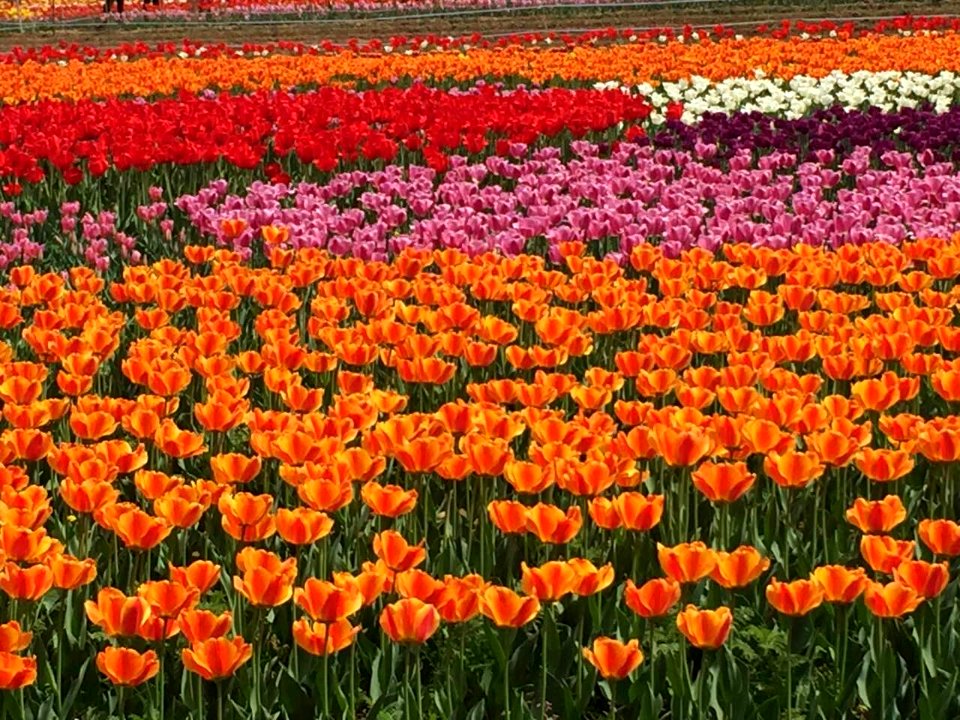 A sea of flowers at the foot of Mount Langya in Hebei, picture1