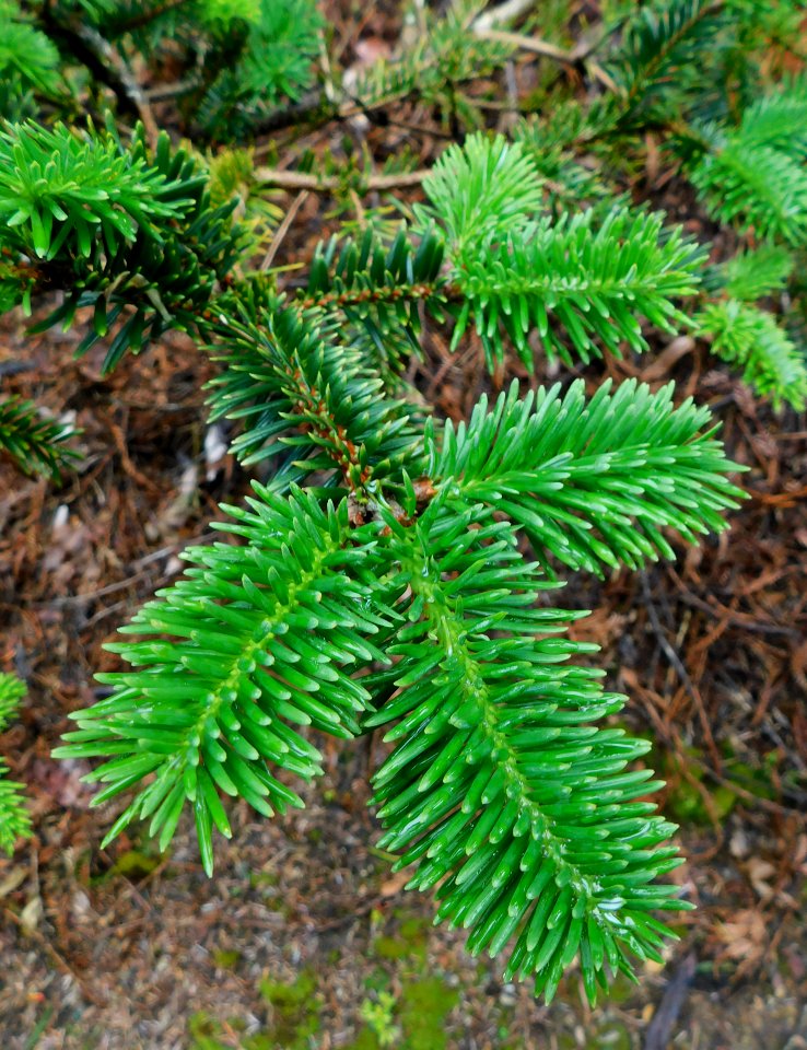Abies forrestii var georgei