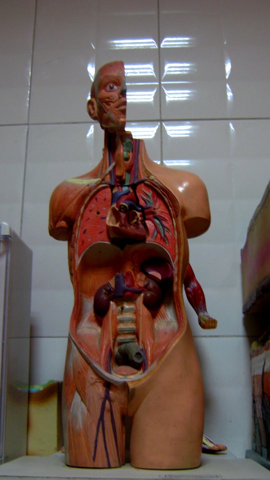 Abu Reyahan al-Biruni Middle School - plastic human body models - Nishapur 004
