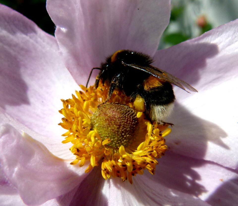 Abeille au travail