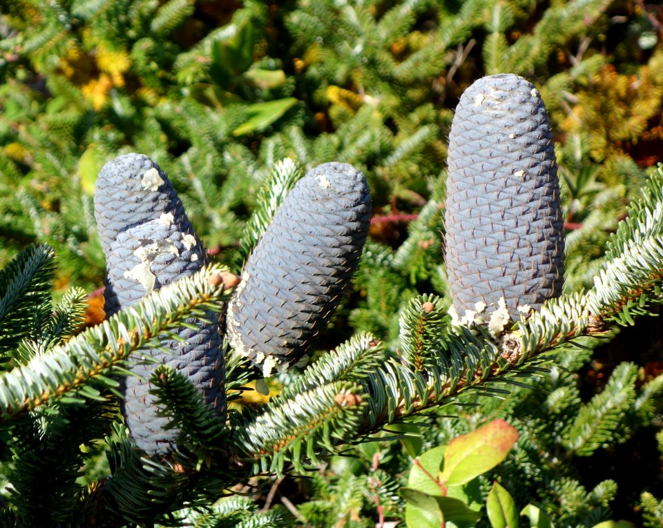 Abies fabri - Mendocino Coast Botanical Gardens - DSC02070