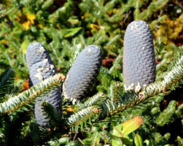 Abies fabri - Mendocino Coast Botanical Gardens - DSC02070