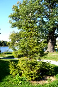 Abies nephrolepis - Bergianska trädgården - Stockholm, Sweden - DSC00518