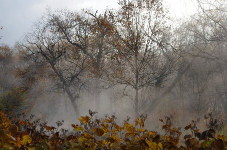 Fog freezing sadness