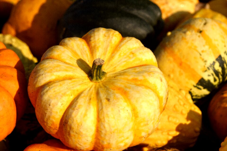 Pumpkins autumn autumn vegetables