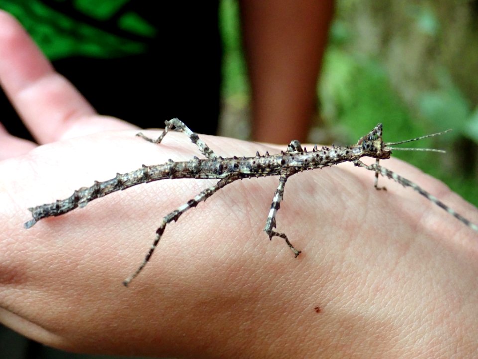 Acanthoxyla prasina 111840282