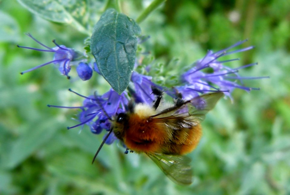 Abeille butinant une fleur 2
