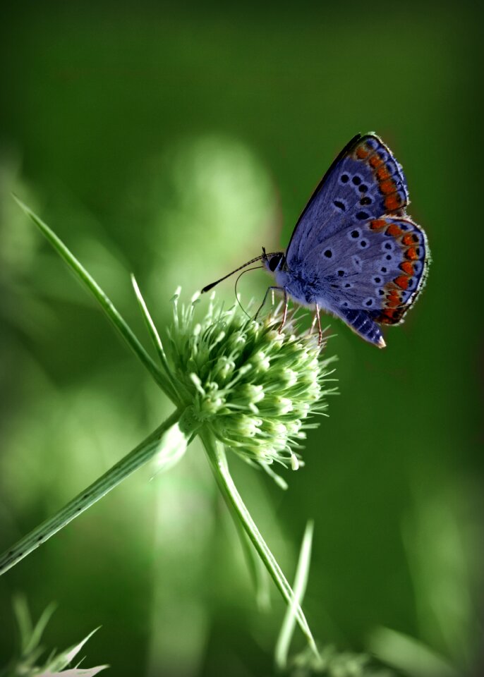 Wings insecta coloring