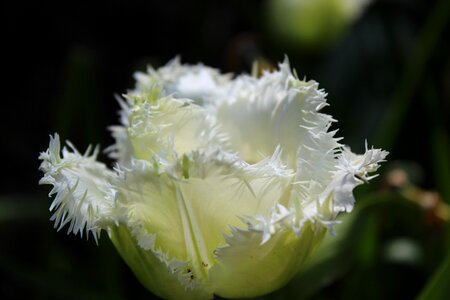 Bloom spring decoration