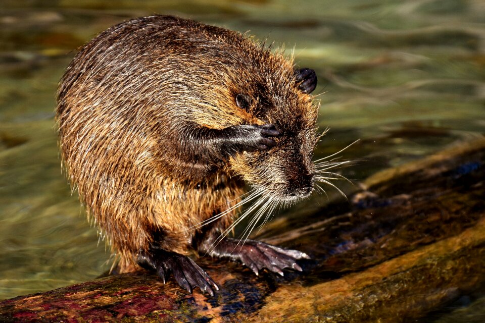 Splashing animal world animal