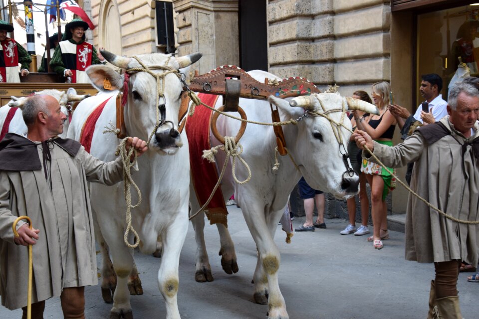 Chianina italy palio