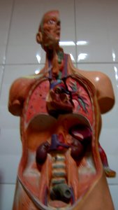 Abu Reyahan al-Biruni Middle School - plastic human body models - Nishapur 003