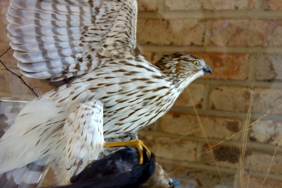 Accipiter cooperii, immature - Fernbank Museum of Natural History - DSC00142