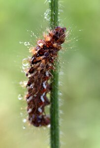 Drops brown plant