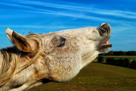 Mammal horse mold