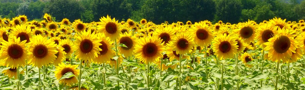 Sunflower field flower