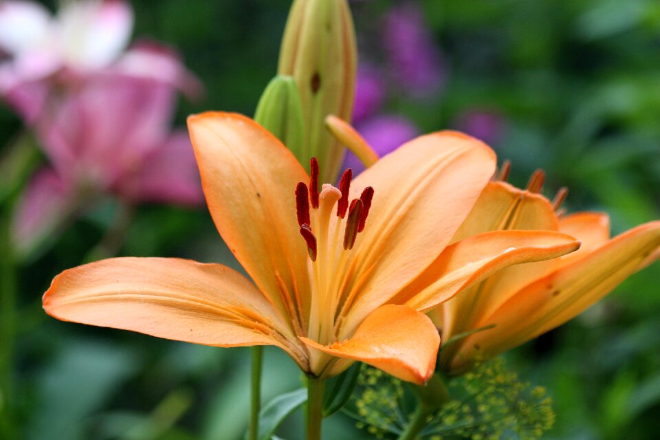 Plant garden summer