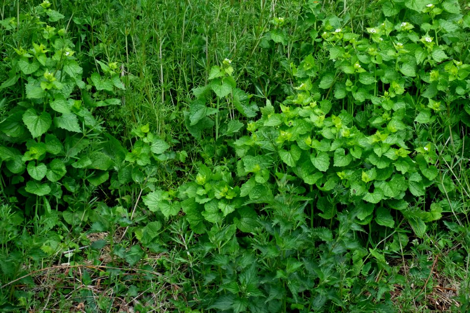A vegetation of the class Galio-Urticetea