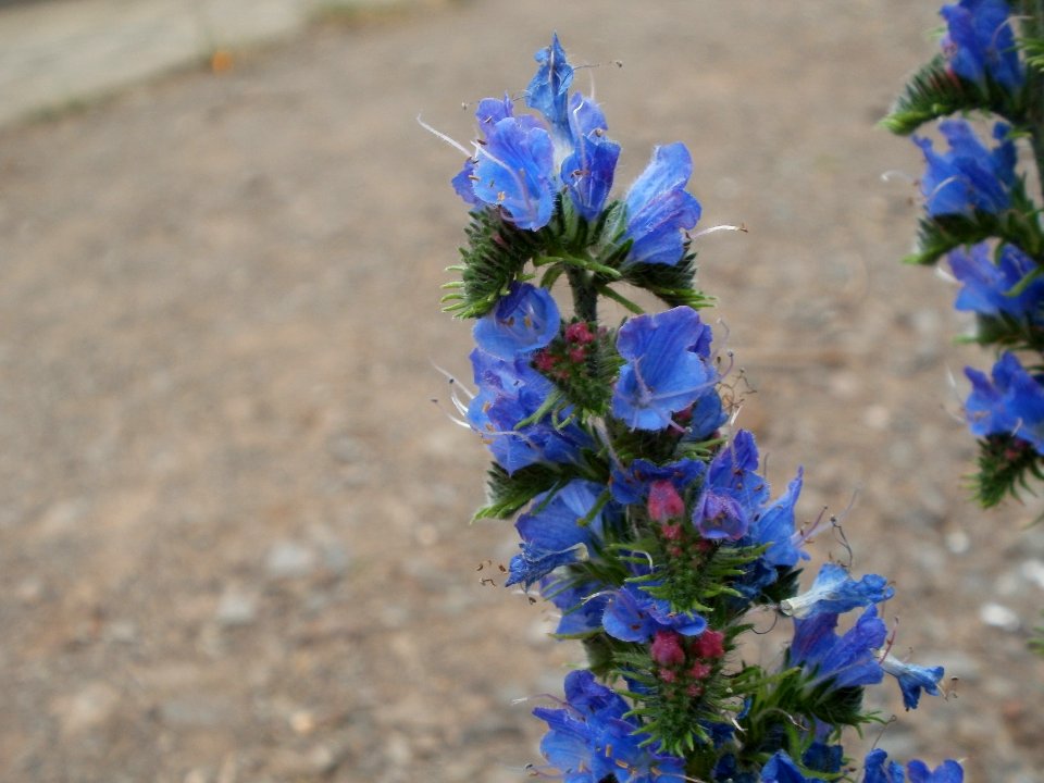 20120619Echium vulgare2