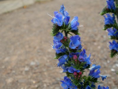 20120619Echium vulgare2