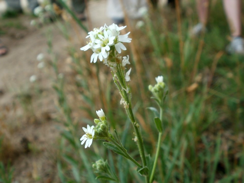 20120624Berteroa incana1