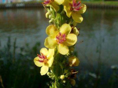 20120629Verbascum nigrum2