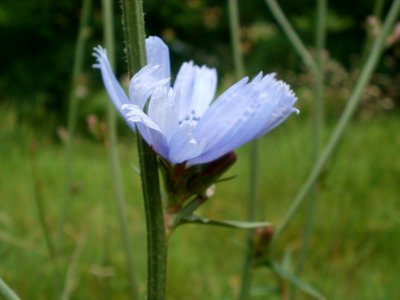20120624Cichorium intybus