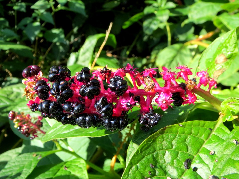 20130930Phytolacca acinosa3