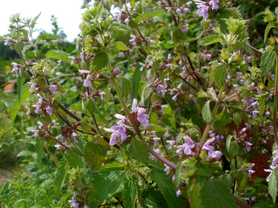 20120624Ballota nigra2