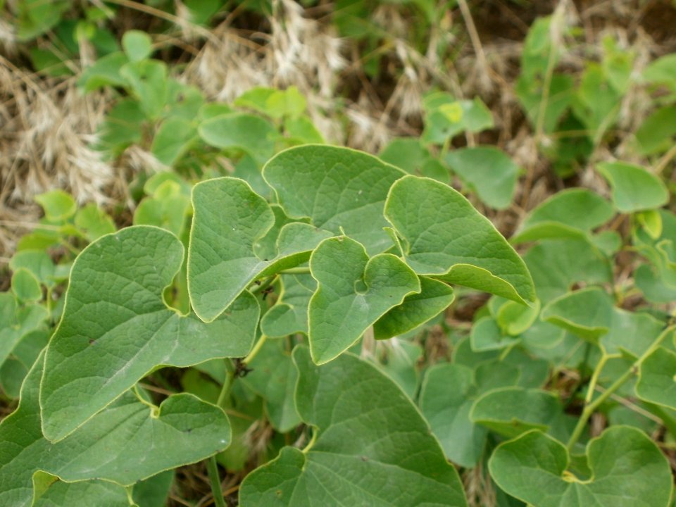 20120624Aristolochia clematitis3