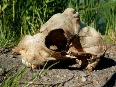 20120609Schaedel Reilinger See1