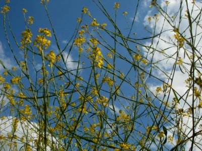 20120703Brassica nigra3
