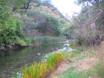 Alameda Creek in Niles Canyon 2626