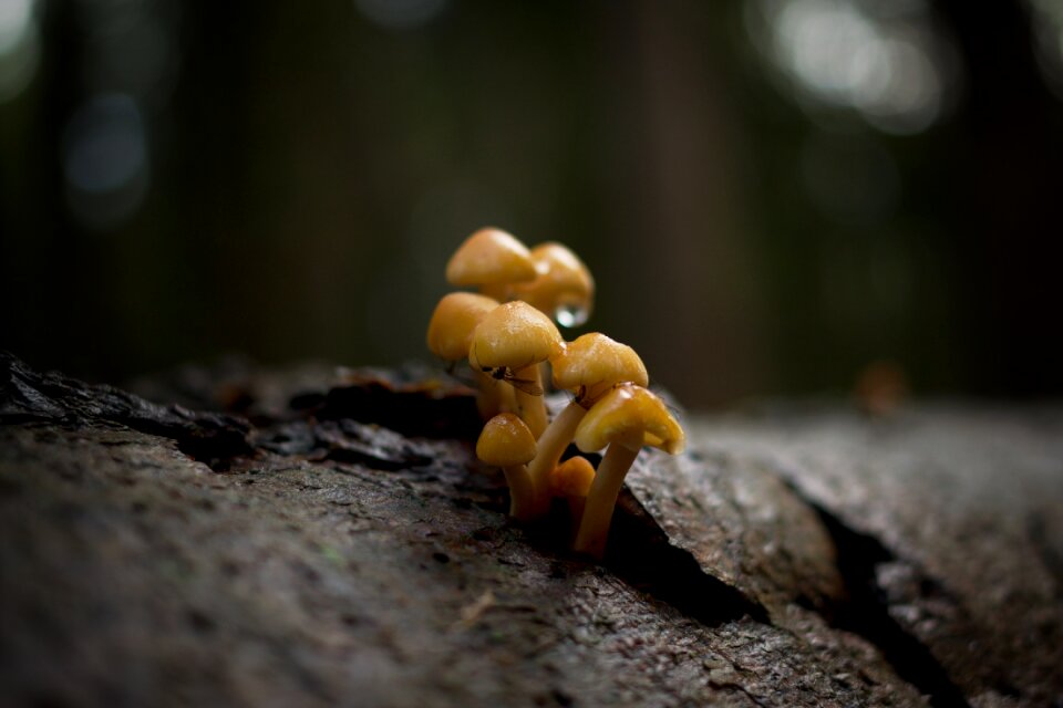 Nature autumn mushroom picking