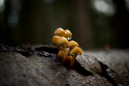 Nature autumn mushroom picking photo
