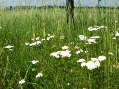 20120528Achillea collina3