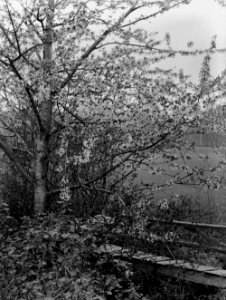 -A tree in blossom (1293411)