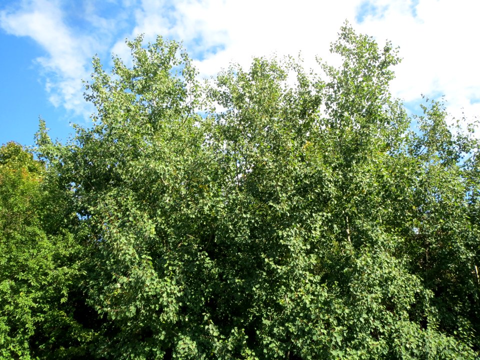 20130909Populus tremula