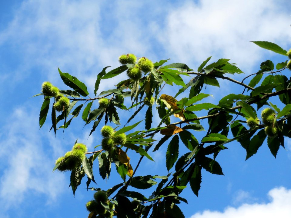 20130909Castanea sativa3