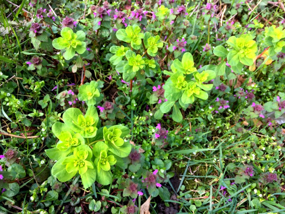 A vegetation of Stellarietea mediae