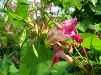 20130907Impatiens glandulifera3