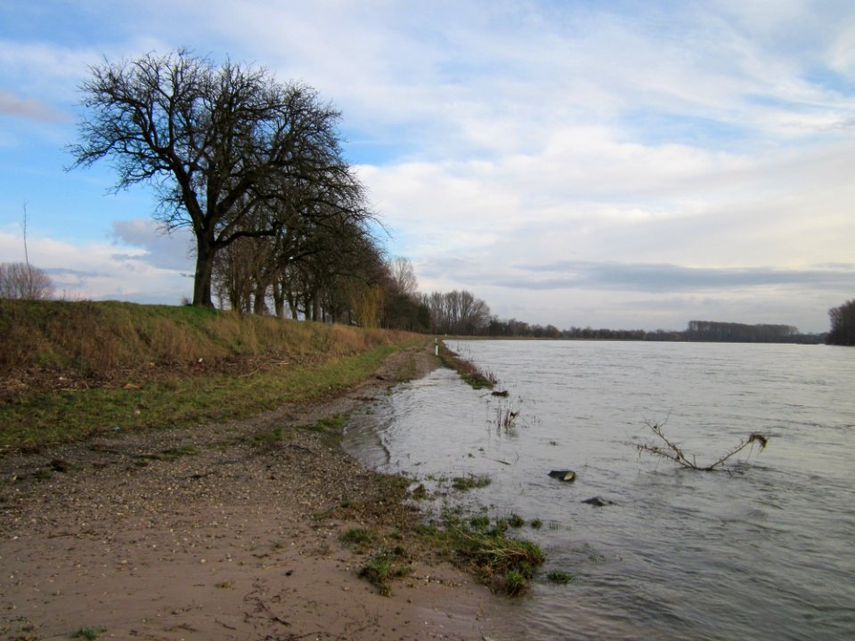 20130207Rheindamm Altlussheim02