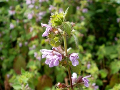 20120624Ballota nigra1