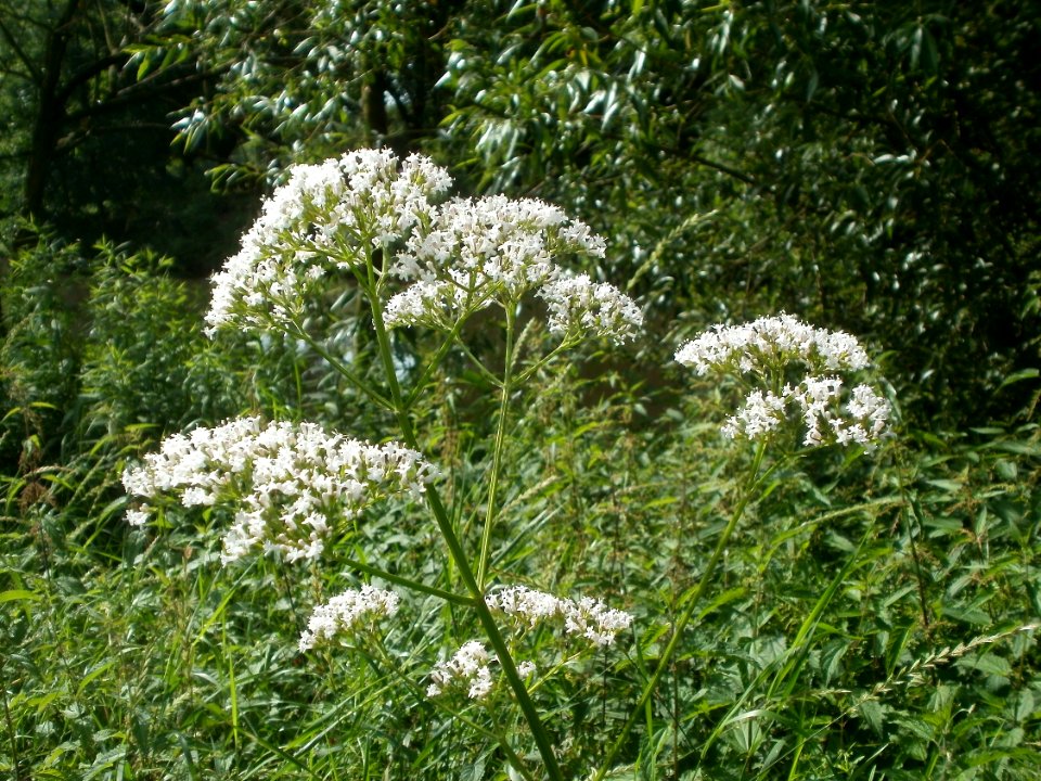 20120629Valeriana officinalis2